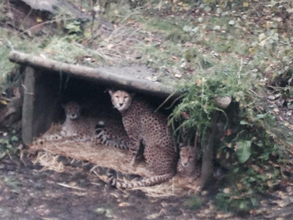 Sunday lunch At Cheetahs