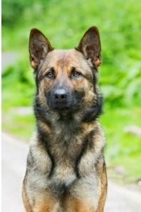 Police Dog Dies in the Line of Duty