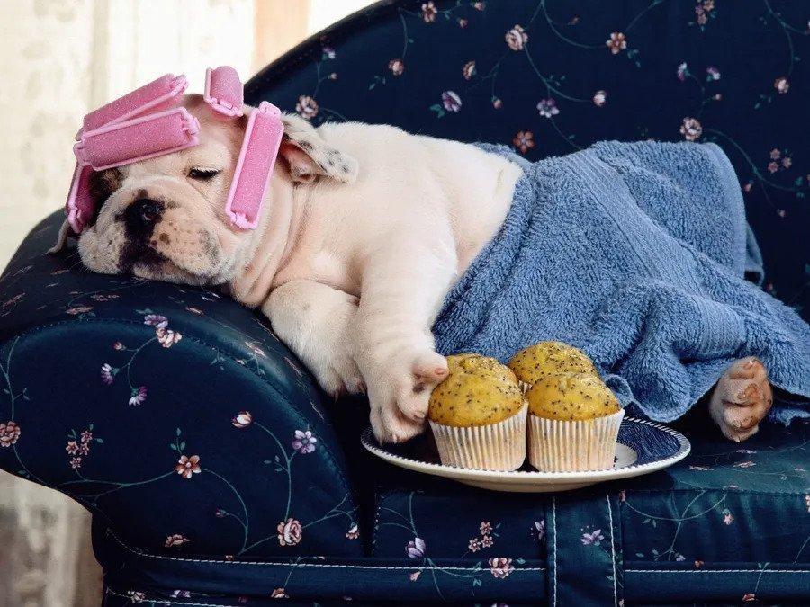 Calling all animal lovers in our wonderful forum!